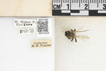 Media type: image;   Entomology 771519 Aspect: Labels